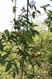 Image result for Landolphia rufescens