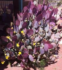 Sprzedawca ponosi pełną odpowiedzialność za wystawienie oferty sprzedaży przedmiotu. Purple Prickly Pear Cactus Opuntia Violacea Three 6 8 Pads Cuttings For Sale Online Ebay