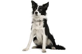 Think of factors that you have to consider before getting a puppy and the expenses that come with it. Border Collie Puppies For Sale In Kentucky Adoptapet Com