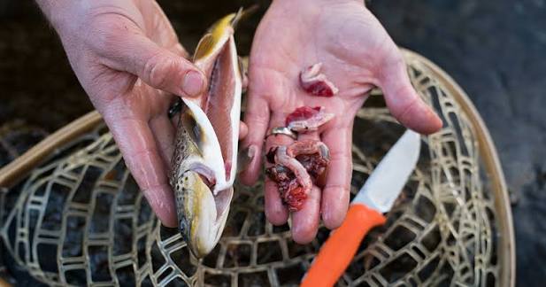 Nostril to Caudal: Can You Really Eat Fish Organs? | MeatEater Wild Foods