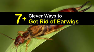 Before asking yourself, are earwigs eating my garden?, look for damaged seedlings that may be missing parts or all of stems and leaves. 8 Ways To Get Rid Of Earwigs