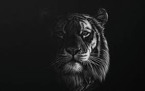 Black And White Animal Drawings Realistic Stunning Realistic Wildlife White On Black Drawings Wildlife Art Big Cats Art Black Paper Drawing