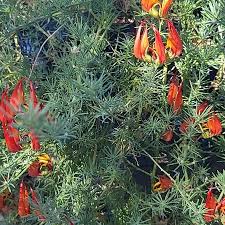 Image result for Lotus berthelotii