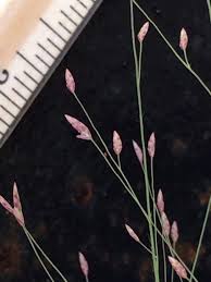 Image result for Eragrostis hispida