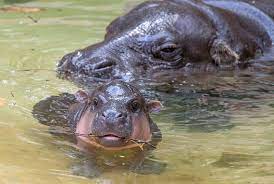 Crafted with the millions of fiona fans in mind, this book is. Hippo Zooborns