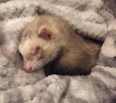 I Dont See Too Many Ferrets Around Here Reddit Meet Snickerdoodles Https Ift Tt 2rfsbdi Pet Ferret Cute Ferrets Funny Ferrets
