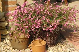 Image result for ostruhatka