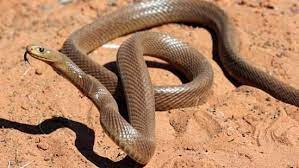 Inland Taipan Is The World S Most Venomous Land Snake Living In Regions Of Central East Australia The Inland Taipan Is Australia Animals Animals Wild Animals