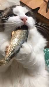 If You Happy And You Know It Say Meow Pin On Kingdom Of Animals Pets