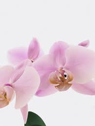 Shallow Focus Photo Of Orange Flowers Photo Free Flower Image On Unsplash Orchid Wallpaper Wild Orchid Orange Flower Photos