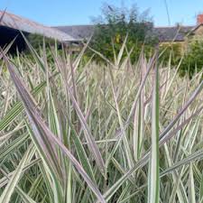 Image result for Carex mannii