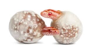 The corn snake is an astounding escape artist and can climb well with ease. How To Breed And Sell Corn Snakes Embora Pets