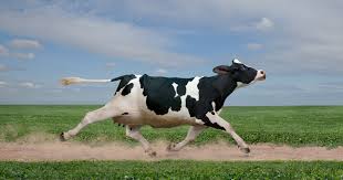 Check spelling or type a new query. 84 Best Cow Jokes Puns And Riddles For Kids Scary Mommy