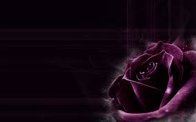 Black Background With Rose Dark Purple Rose Backgrounds Images Pictures Becuo In 2020 Purple Wallpaper Black Roses Wallpaper Purple Wallpaper Phone