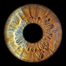 Image result for artistic divergence eyeballs