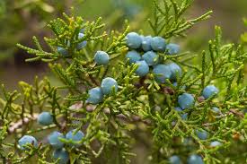 Image result for Juniperus