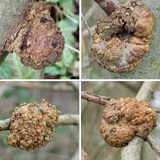 Image result for Rhizobium radiobacter, syn. Agrobacterium tumefaciens