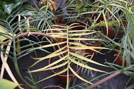 As the leaves age they go a deeper metallic purplish red. Philodendron Alle Tipps Zur Pflege Des Baumfreunds Der Palmenmann