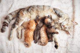 5 Ways To Know If Your Kitten Was Taken Away From Its Mother Too Soon