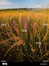 Image result for Sorghastrum stipoides