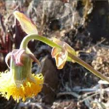 Image result for Plectranthus chimanimanensis