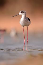 Grey Bird With Orange Wings Echasse Blanche Black Winged Stilt Ciguenuela Comun Cavaliere Eurasiatico Stelzenlaufer Himantopus Himantopus Black Wings Beautiful Birds Sea Birds