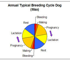 A whopping 40% of female dogs will fall pregnant after just one mating session!. Breeding Cycle Dog Facts The Dog Breeding Heat Cycle Miniature Schnauzer Australia