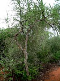Image result for Commiphora