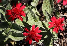 Image result for Erythrocephalum