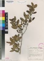 Image result for Ochna natalitia