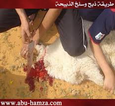 بالصور طريقة ذبح وسلخ الذبيحة مدونة أبو حمزة المدني