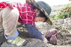 こーんな大きなおいも 掘れるの みんな大好き おいもほりの絵本 絵本ナビ編集長select 9月 絵本 シンプルな線画 ナビ