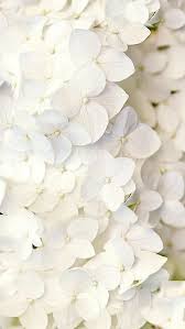 Drucke eigene designs auf stoffen, tapeten und geschenkpapieren mit spoonflower schon ab $5. White Lilacs Blumen Hintergrund Iphone Blumenbilder Hintergrund Iphone
