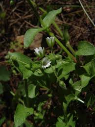 Image result for Stellaria sennii
