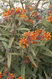 2017 Perennial Plant Of The Year Red Butterflies Milkweed S Clusters Of Attractive Buds Open Milkweed Plant Butterfly Plants Plants That Attract Butterflies
