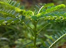 Image result for Phyllanthus beillei