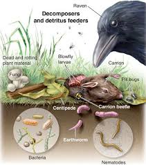 Decomposers In The Food Chain Decomposers Activity Stem Science Activities Decomposers Science