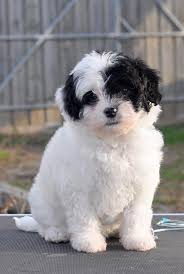 The stop is moderately defined. Researchbreeder Com Find Lowchen Puppies For Sale