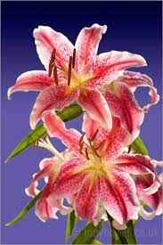 Stargazer Lillies These Will Be Everywhere At My Wedding Nothing But Flowers Flower Photos Flowers