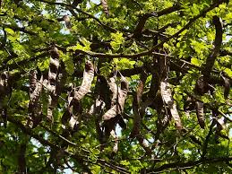 Carob fruit trees have male and female trees, maple trees don't produce the fruit, but female tree fruits are used to the medicine and food to the people. Carob Tree Legumes Leaves Branch Fruit Seeds Boll Pods Pikist