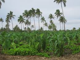 Start studying tongan lesson 5. Roots Crops Of Tonga Tonga Time