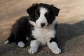 7 beautiful border collie pups for sale. Home