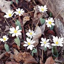 Spring bloom is patchy, with much of texas days to weeks late, while parts of the the extended spring indices are mathematical models that predict the start of spring (timing of leaf out or bloom for species active in early spring) at a. 15 Native Plants For The Midwestern Garden Early Spring Flowers Spring Perennials Flower Landscape