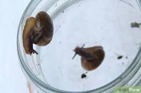 Keep a washed cuttlefish bone in your snail tank at all times. 4 Ways To Keep A Pet Land Snail Wikihow