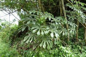 Image result for Cecropia pachystachya