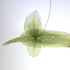 Image result for Wolffiella repanda