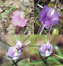 Image result for Centrosema