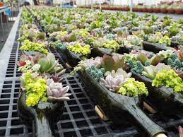 Wine Bottle Succulent Planters Popes Plant Farm Maryville Tn Sukkulenten Topfe Sukkulenten
