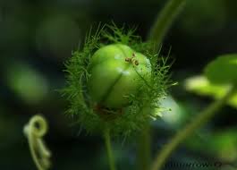Duku, 과일 하트, ambra, fruit, niece, gossip, physalis, kiwifruit, olive fruit. Seberang Takir Pokok Ulat Bulu Passiflora Foetida Flickr