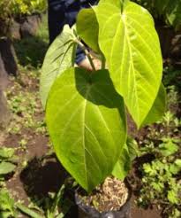 Bibit tanaman buah mangga irwin rp 50.000. Jual Bibit Buah Tanaman Bibitbunga Com